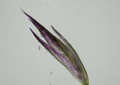 Muhlenbergia mexicana mexicana
