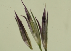 Muhlenbergia mexicana mexicana