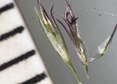 Muhlenbergia mexicana mexicana