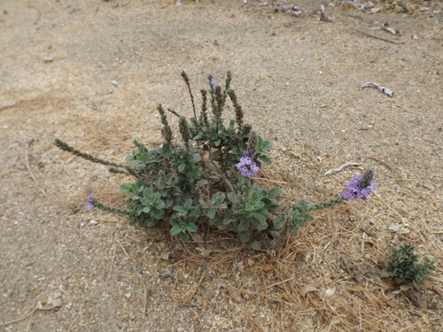 iNaturalist observation photo of western vervain