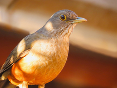 Turdus rufiventris