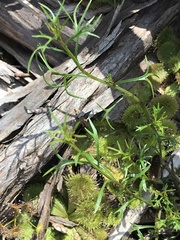 Platysace heterophylla