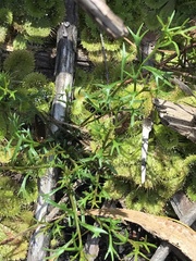 Platysace heterophylla