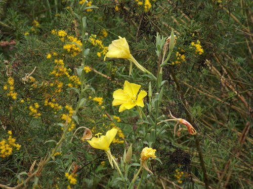iNaturalist observation photo of tall evening primrose