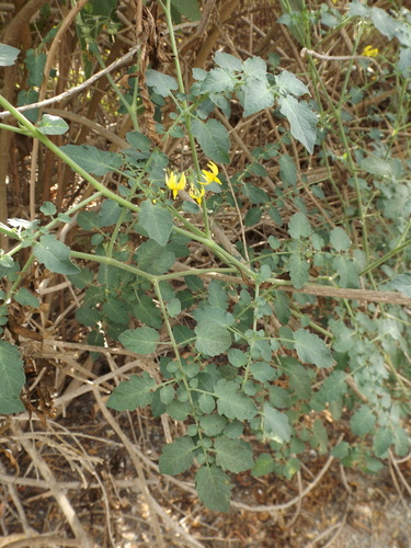 iNaturalist observation photo of tomato