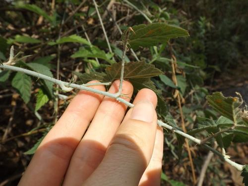 iNaturalist observation photo of trailing blackberry