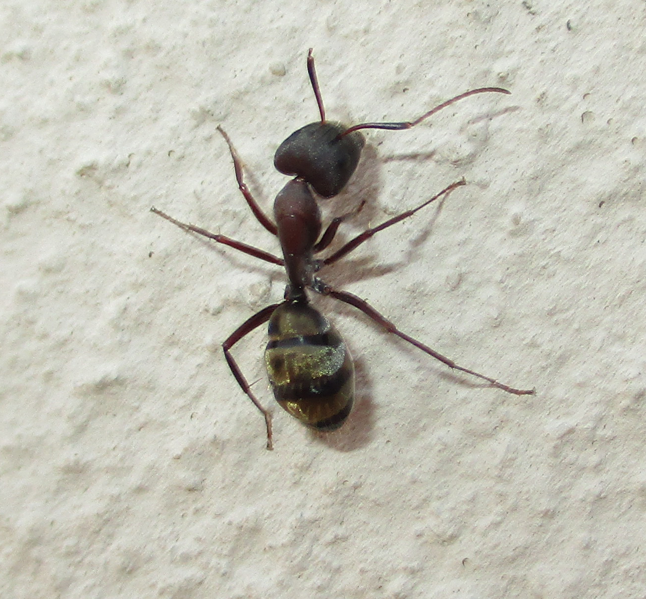 Camponotus vestitus