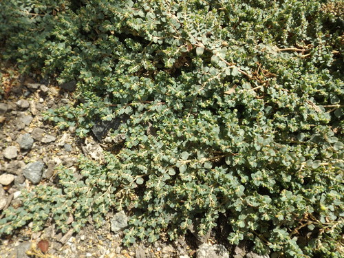 iNaturalist observation photo of Matted Sandmat