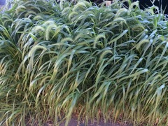 Setaria faberi