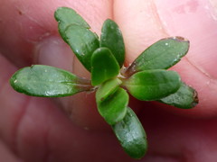 Celmisia bellidioides