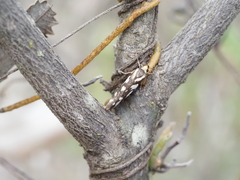 Tanyzancla marionella