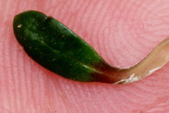 Celmisia bellidioides