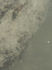 Malacostraca