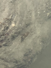 Malacostraca