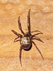 Steatoda hespera