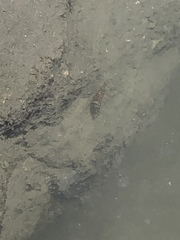 Malacostraca