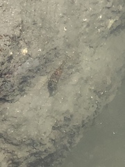 Malacostraca