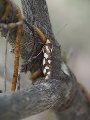 Tanyzancla marionella