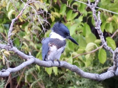 Megaceryle alcyon