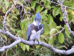 Megaceryle alcyon