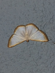Leuciris institata
