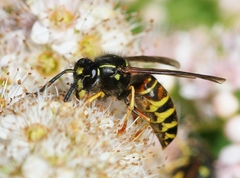 Vespula acadica