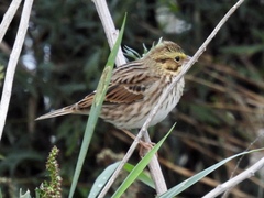 Passerculus sandwichensis