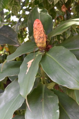 Costus spicatus