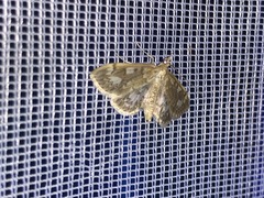 Anania coronata