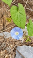 Ipomoea hederacea integriuscula