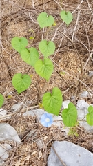 Ipomoea hederacea integriuscula