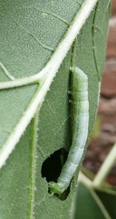 Trichoplusia ni