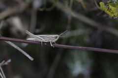 Euchorthippus elegantulus