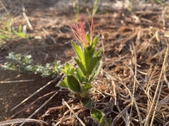 Acalypha depressinerva