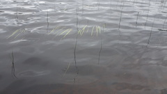 Sparganium fluctuans