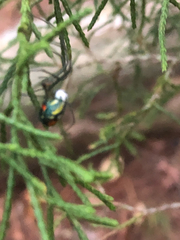 Leucauge argyrobapta