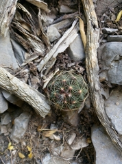 Coryphantha neglecta