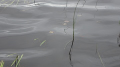 Sparganium fluctuans