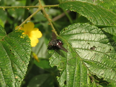 Cryptopalpus ornatus