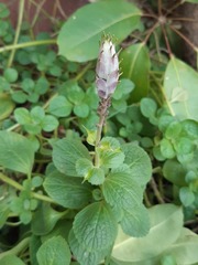Plectranthus