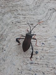 Acanthocephala thomasi