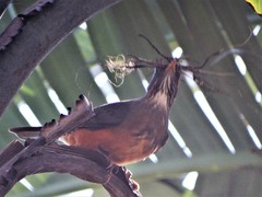 Turdus olivaceus pondoensis