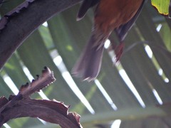 Turdus olivaceus pondoensis