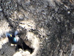 Notopholia corusca corusca