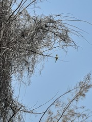 Myiopsitta monachus