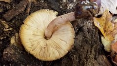 Pluteus granularis