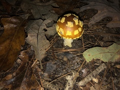 Amanita flavoconia