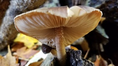 Pluteus granularis