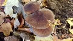 Pluteus granularis