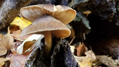 Pluteus granularis